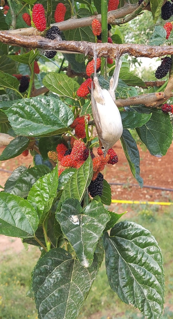 1. Cyprus Spring Bird Protection Camp Report